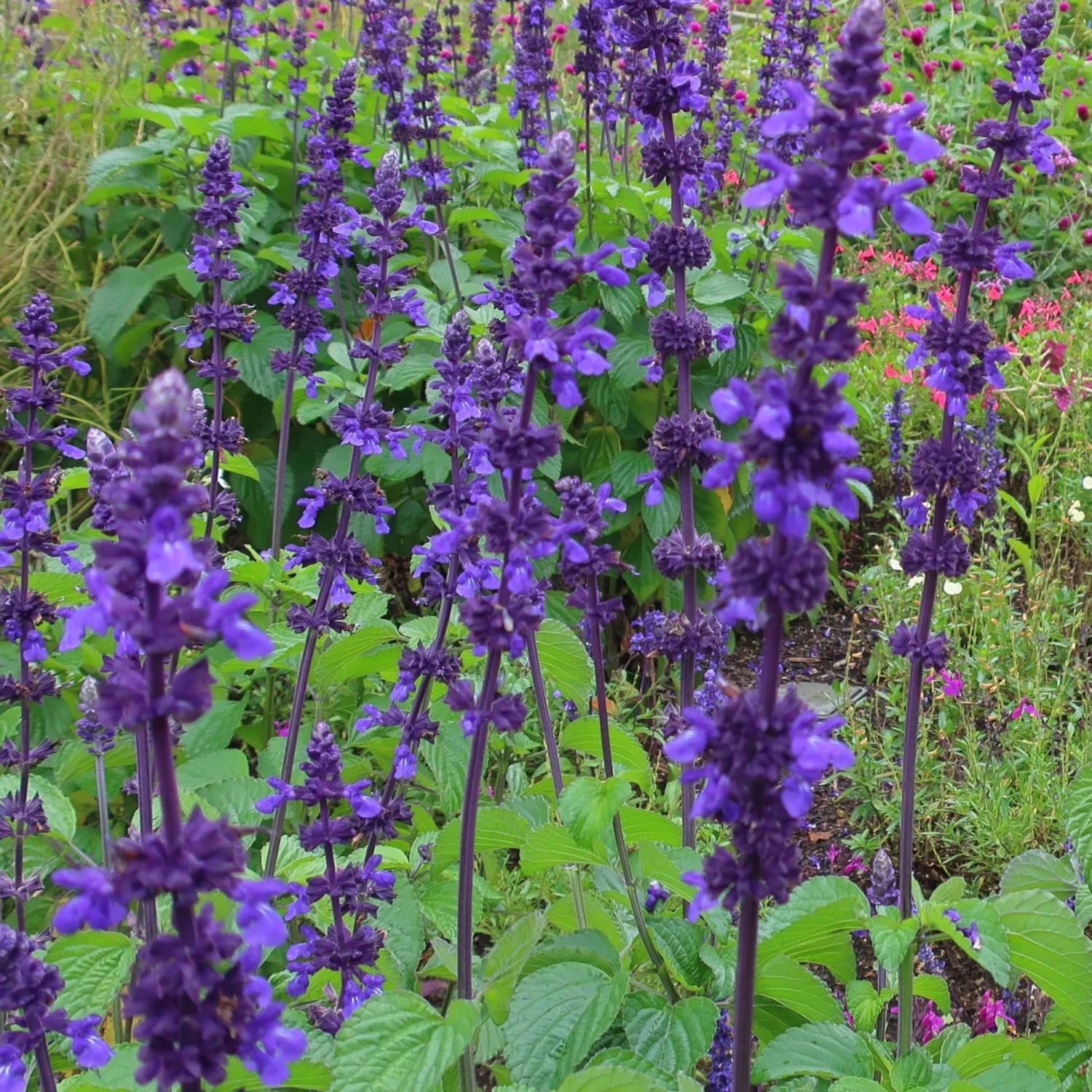 Roots Plants Salvia 'Salvatore Blue' | 10.5cm Pot Perennials Roots Plants Salvia 'Salvatore Blue' | 10.5cm Pot Perennials