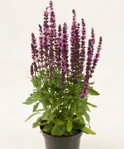 Roots Plants Salvia 'Synchro Pink' | 10.5cm Pot Perennials