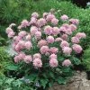 Roots Plants Scabiosa 'Pink Diamonds' | 10.5cm Pot Perennials 1 Roots Plants Scabiosa 'Pink Diamonds' | 10.5cm Pot Perennials