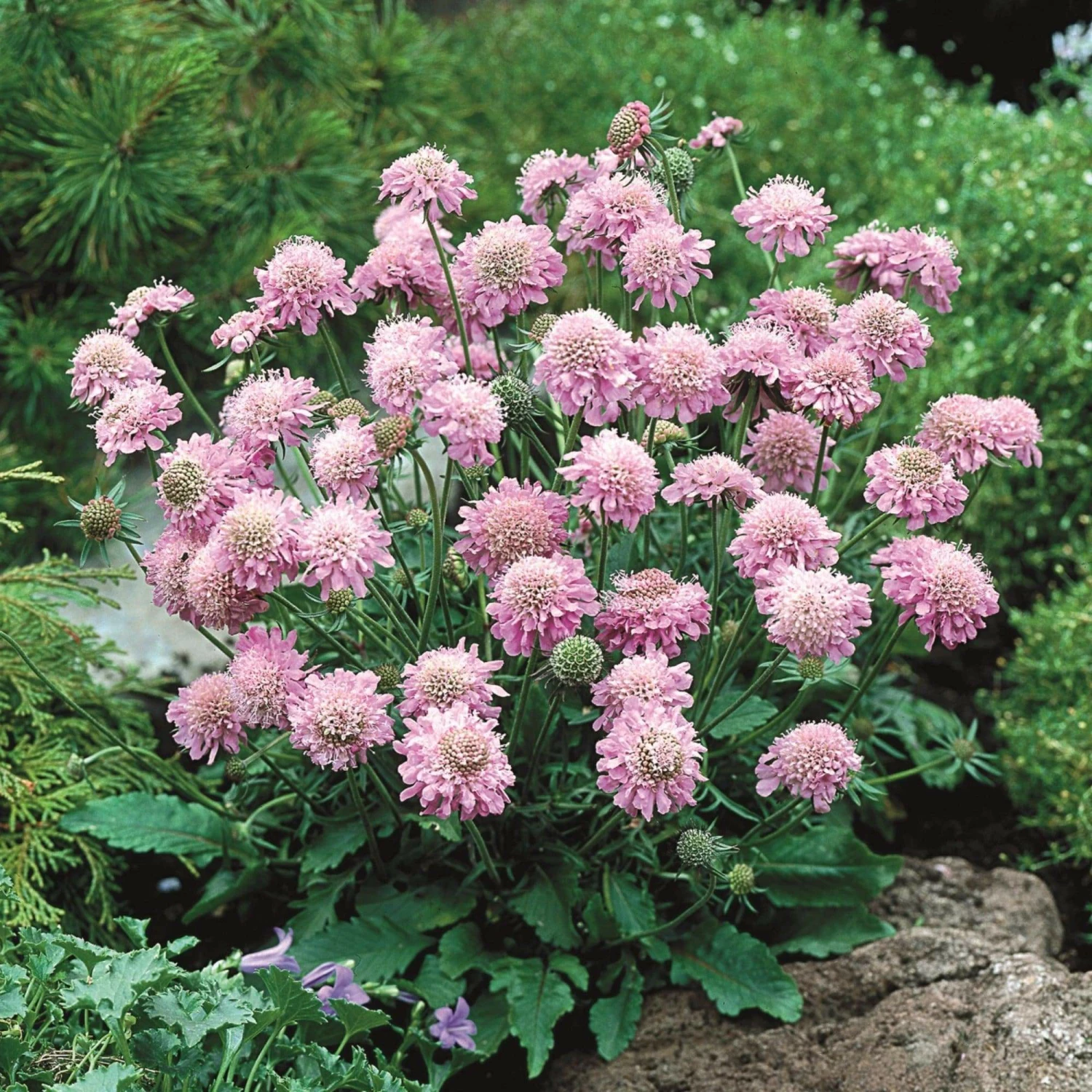 Roots Plants Scabiosa 'Pink Diamonds' | 10.5cm Pot Perennials Roots Plants Scabiosa 'Pink Diamonds' | 10.5cm Pot Perennials