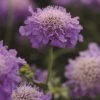 Roots Plants Scabious 'Blue Note' | 10.5cm Pot