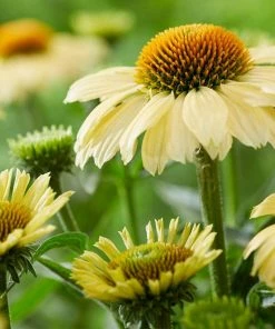 Roots Plants Echinacea 'Sombrero Lemon Yellow' Perennials