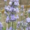 Roots Plants 15 Lavender 'Munstead' | Plug Plants Perennials