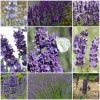 Roots Plants Perennials Lavender Collection | 4 X 2L Pots