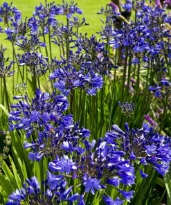 Roots Plants Agapanthus 'Lapis Lazuli' 2L Pot Perennials