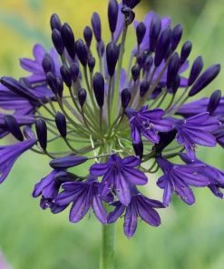 Roots Plants Perennials Agapanthus 'Royal Velvet' 3L Pot