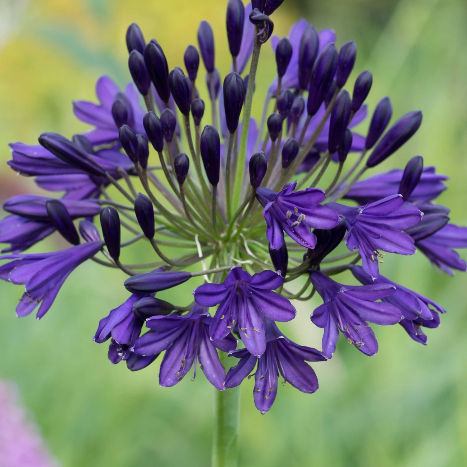 Roots Plants Perennials Agapanthus 'Royal Velvet' 3L Pot Roots Plants Perennials Agapanthus 'Royal Velvet' 3L Pot