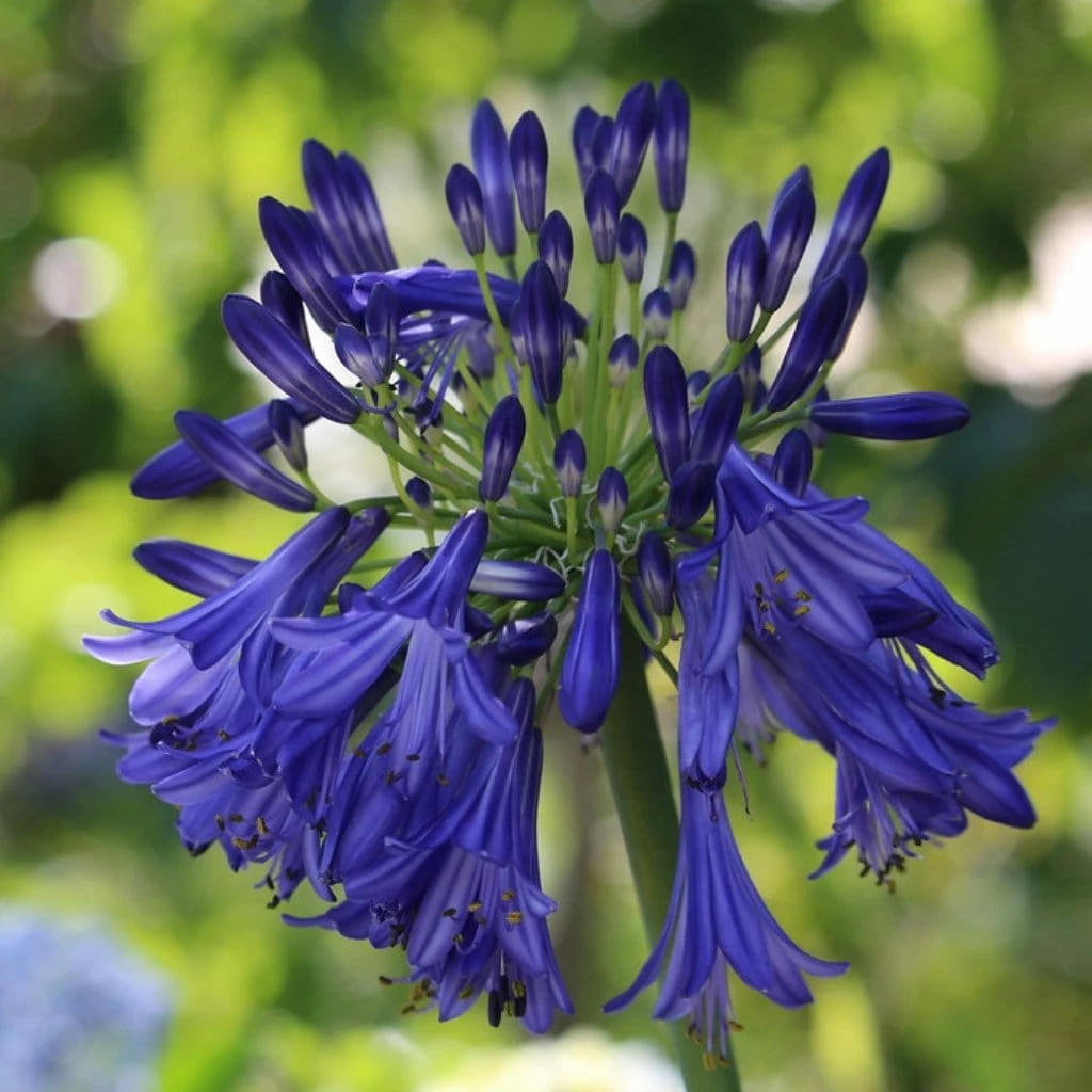 Roots Plants Perennials Agapanthus 'Royal Velvet' 3L Pot Roots Plants Perennials Agapanthus 'Royal Velvet' 3L Pot