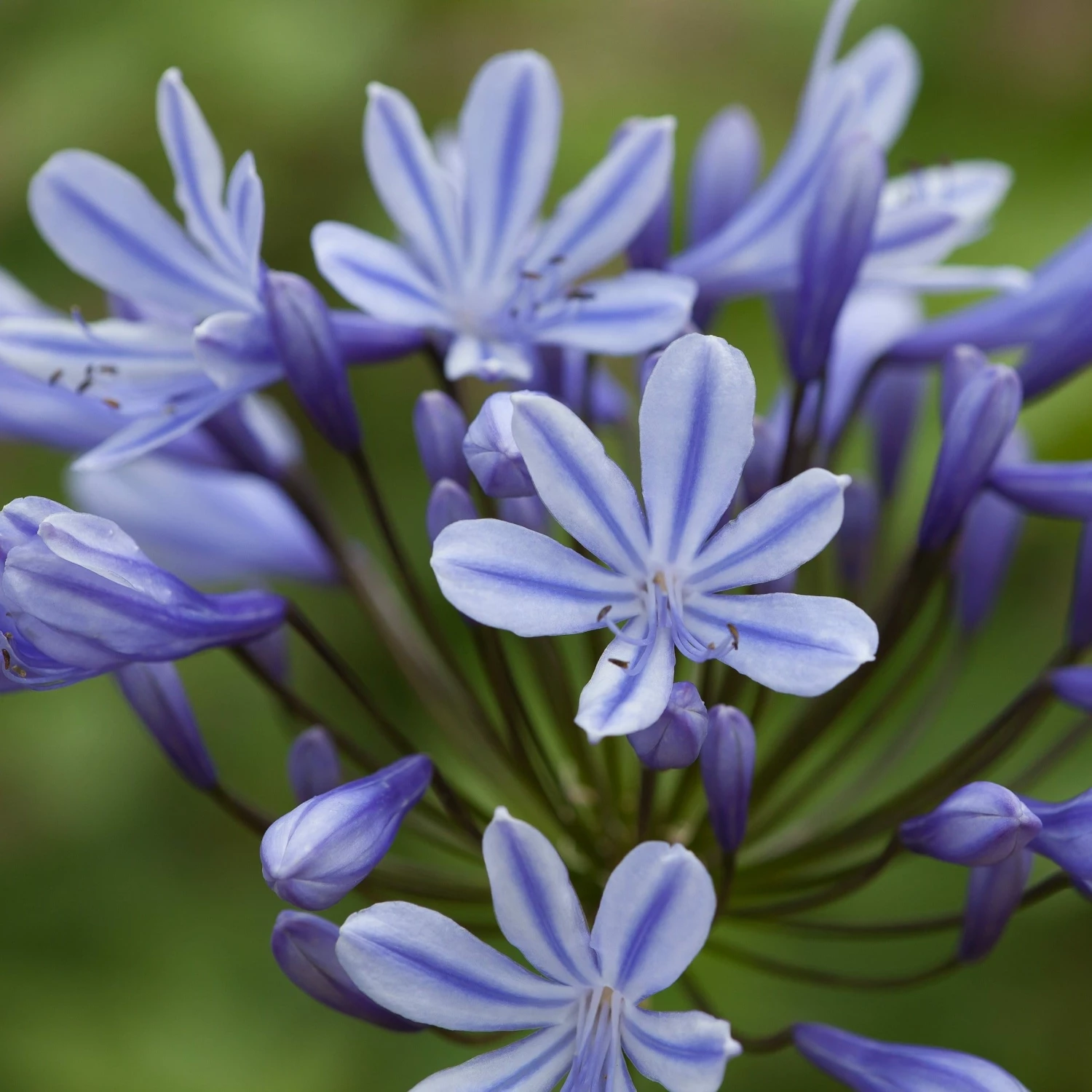 Roots Plants Perennials Agapanthus 'Sweet Surprise' 3L Pot Roots Plants Perennials Agapanthus 'Sweet Surprise' 3L Pot