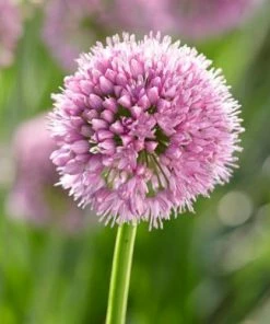 Roots Plants Allium Millenium' 3L Pot