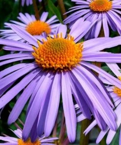 Roots Plants Aster 'Berggarten' 3L Pot