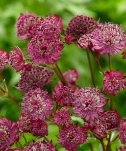 Roots Plants Astrantia 'Sparkling Stars Red' Perennials