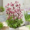 Roots Plants Astrantia 'Sparkling Stars Red' Perennials