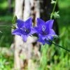 Roots Plants Campanula 'Hirsch Blue' 3L Pot