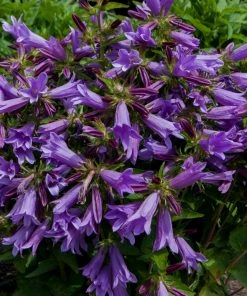 Roots Plants Campanula 'Viking' 3L Pot