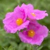 Roots Plants Perennials Cistus 'Creticus' 3L Pot