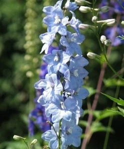 Roots Plants Delphinium 'Light Blue White Bee' Perennials