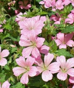 Roots Plants Geranium 'Vision Pink' 1L Pot