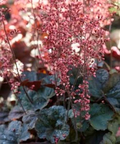 Roots Plants Perennials Heuchera 'Cassis' 3L Pot