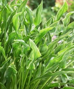 Roots Plants Perennials Hosta 'Praying Hands' 3L Pot