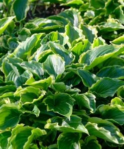 Roots Plants Perennials Hosta 'Sugar & Spice' 3L Pot