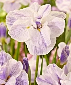 Roots Plants Iris 'Tiramisu' 3L Pot Perennials