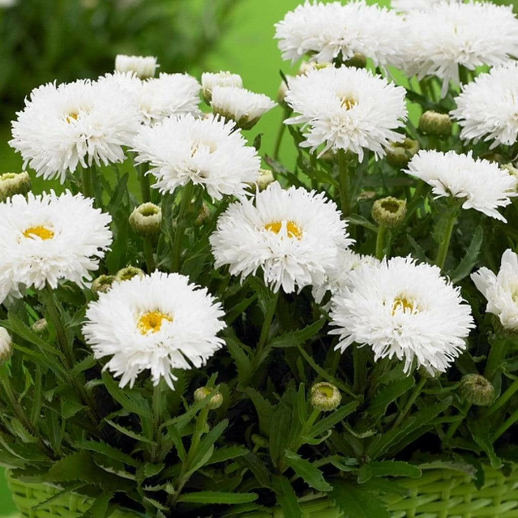 Roots Plants Leucanthemum 'Cloud Cumulus' 3L Pot Roots Plants Leucanthemum 'Cloud Cumulus' 3L Pot