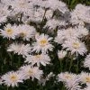 Roots Plants Perennials Leucanthemum 'Sante' 3L Pot 2 Roots Plants Perennials Leucanthemum 'Sante' 3L Pot
