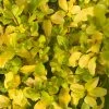 Roots Plants Perennials Ligustrum 'Sunshine' 3L Pot