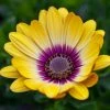 Roots Plants Osteospermum 'Blue Eyed Beauty' 1L Pot 1 Roots Plants Osteospermum 'Blue Eyed Beauty' 1L Pot