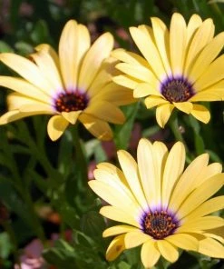 Roots Plants Osteospermum 'Blue Eyed Beauty' 1L Pot