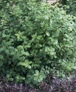 Roots Plants Perennials Pittosporum 'Silver Ball' 3L Pot