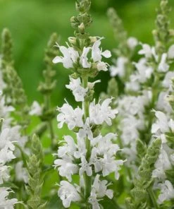 Roots Plants Perennials Salvia 'Lyrical White' 3L Pot