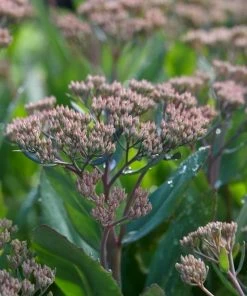 Roots Plants Perennials Sedum 'Mr Goodbud' 3L Pot
