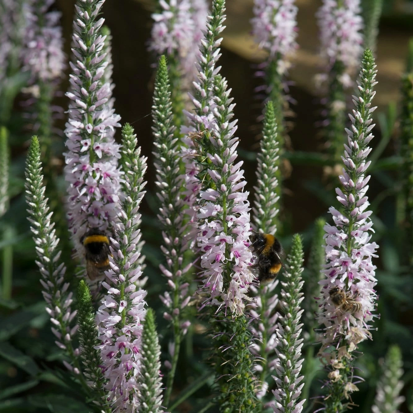 Roots Plants Perennials Veronica 'Moody Blues Pink' 3L Pot Roots Plants Perennials Veronica 'Moody Blues Pink' 3L Pot