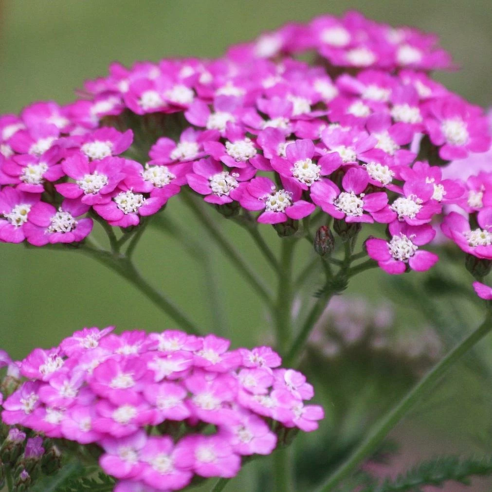 Roots Plants Achillea 'Milly Rock Rose' | 3L Pot Roots Plants Achillea 'Milly Rock Rose' | 3L Pot