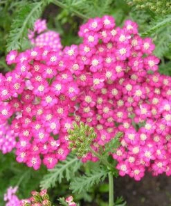 Roots Plants Achillea 'Milly Rock Yellow Terracotta' | 3L Pot Perennials