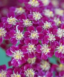 Roots Plants Achillea 'New Vintage Violet' | 3L Pot Perennials