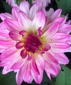 Roots Plants Dahlia 'Sincerity' | 3L Pot