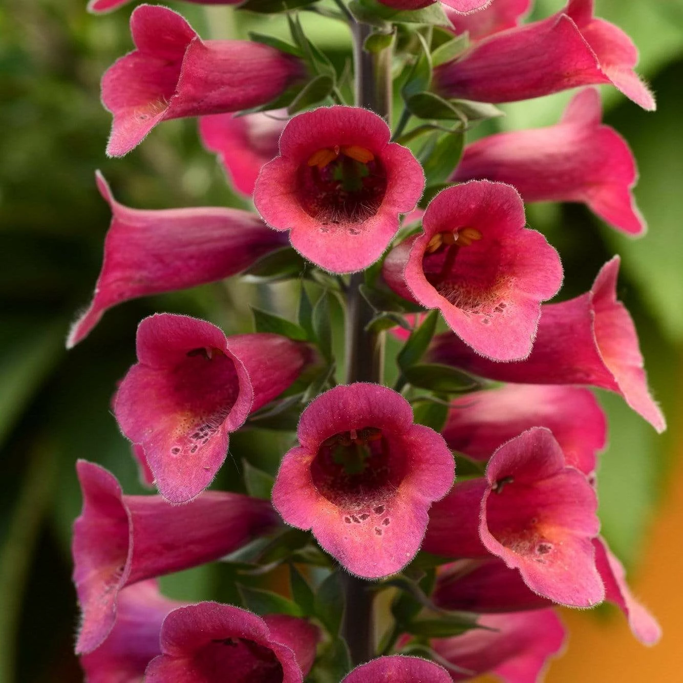 Roots Plants Foxglove 'Foxlight Plum Gold' | Digitalis | 3L Pot Perennials Roots Plants Foxglove 'Foxlight Plum Gold' | Digitalis | 3L Pot Perennials