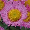 Roots Plants Erigeron 'Sea Breeze' | 3L Pot Perennials 1 Roots Plants Erigeron 'Sea Breeze' | 3L Pot Perennials