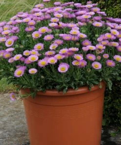 Roots Plants Erigeron 'Sea Breeze' | 3L Pot Perennials