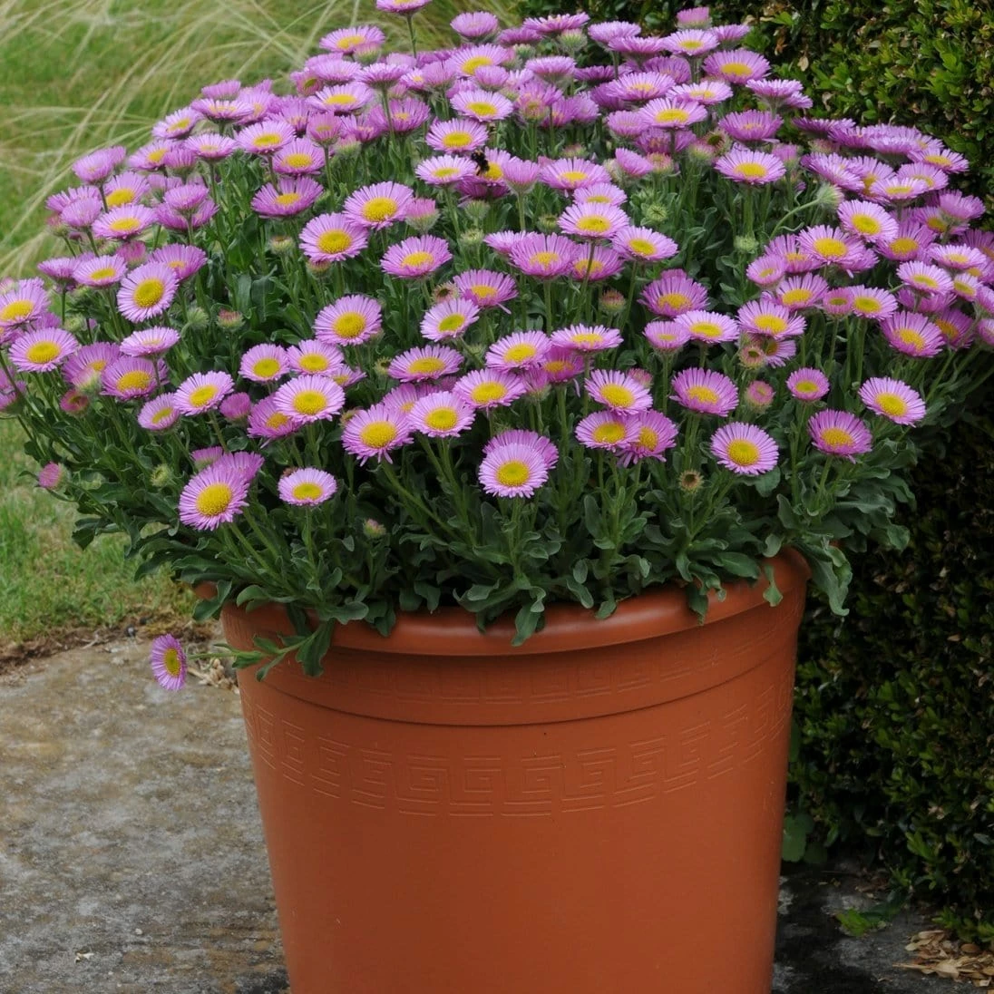 Roots Plants Erigeron 'Sea Breeze' | 3L Pot Perennials Roots Plants Erigeron 'Sea Breeze' | 3L Pot Perennials