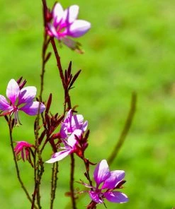 Roots Plants Gaura 'Gambit Variegata Rose'