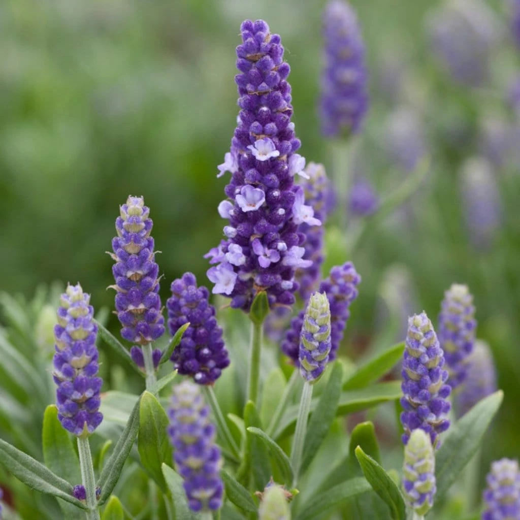 Roots Plants Perennials Lavender 'Blue Spear' Roots Plants Perennials Lavender 'Blue Spear'