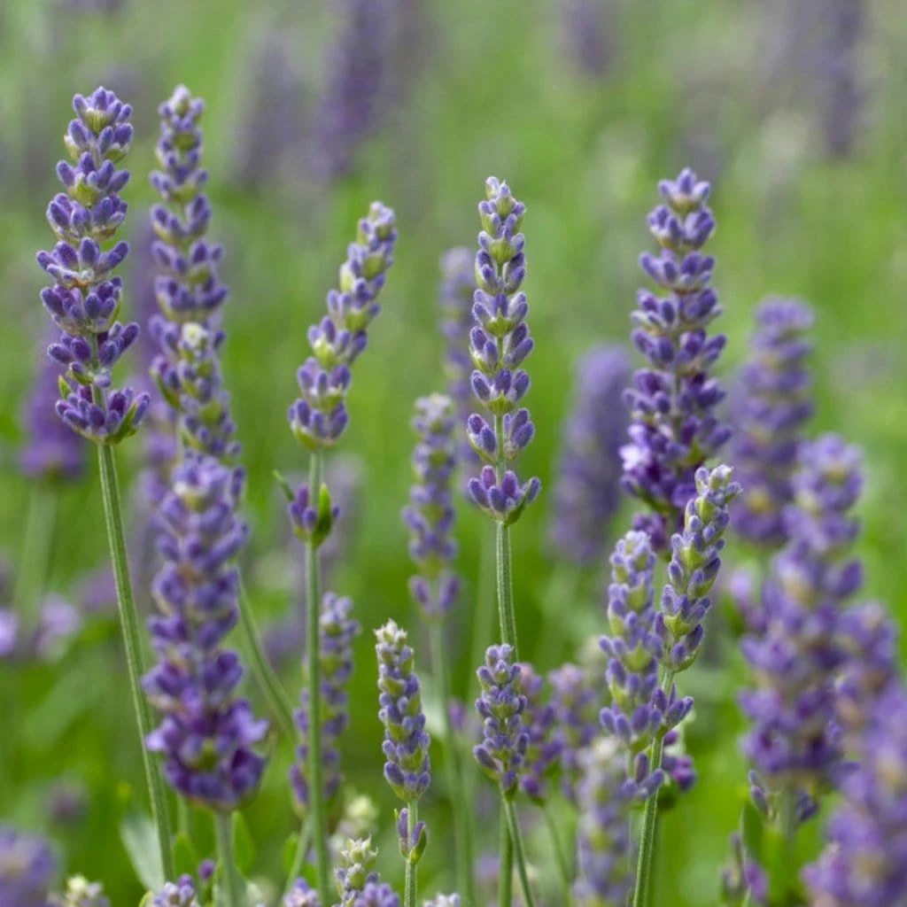 Roots Plants Perennials Lavender 'Blue Spear' Roots Plants Perennials Lavender 'Blue Spear'