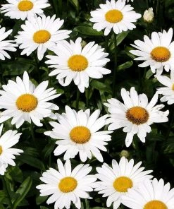 Roots Plants Leucanthemum 'Broadway Lights' | Daisy