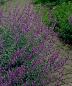 Roots Plants Perennials Nepeta 'Walkers Low'
