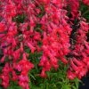Roots Plants Penstemon 'Quartz Red' | 3L Pot Perennials 1 Roots Plants Penstemon 'Quartz Red' | 3L Pot Perennials