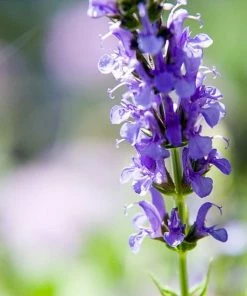 Roots Plants Salvia 'Blue Hill' | 2L Pot